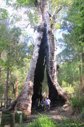 Steph, Kata and Oli in the Giant Tingle Tree, Hilltop Road