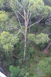 Tall young karri tree