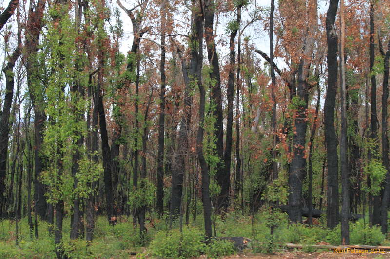 Bushfire regrowth