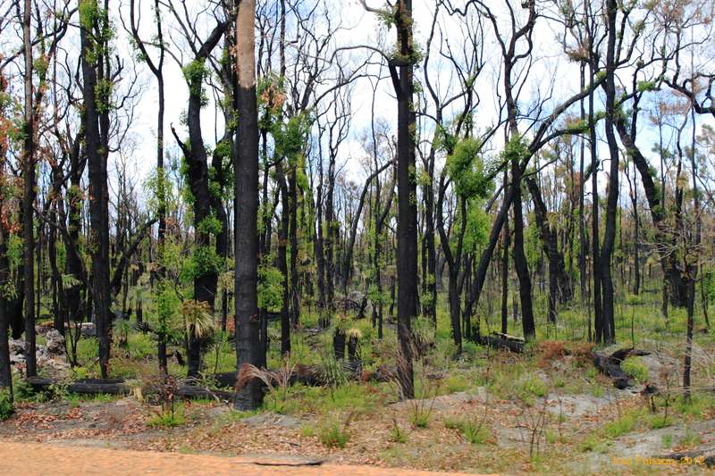 Bushfire regrowth