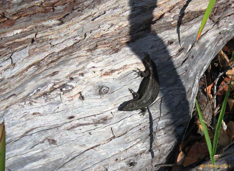 Lizard who lost his tail