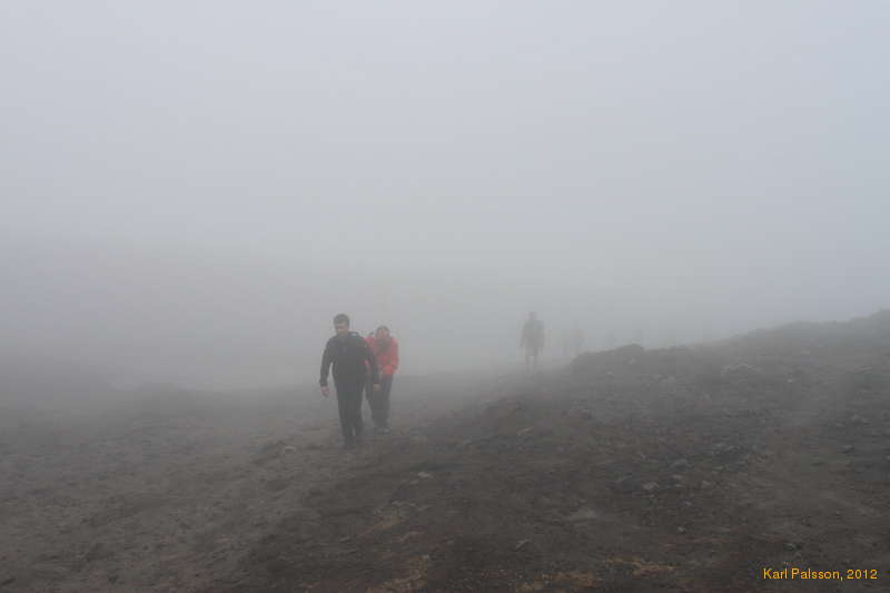 Gorillas in the mist