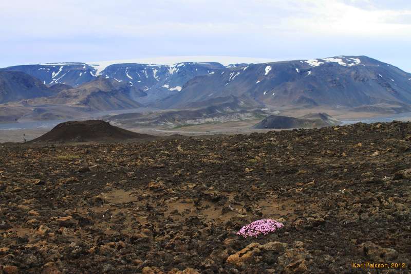 Flowers in the lava