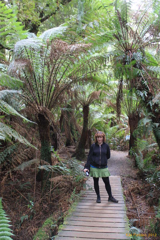 Kata amidst the tree ferns, Mait's Rest