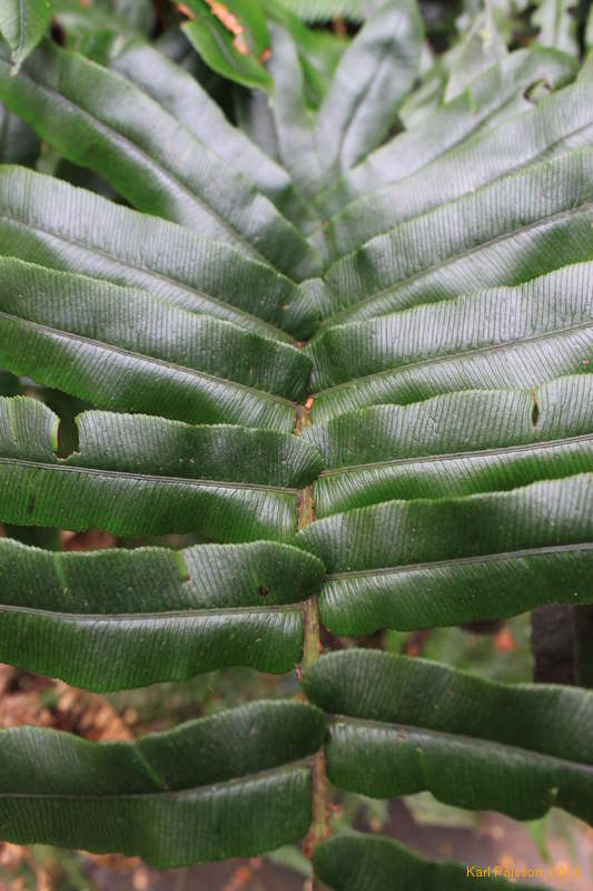 Cool giant cycad leaves