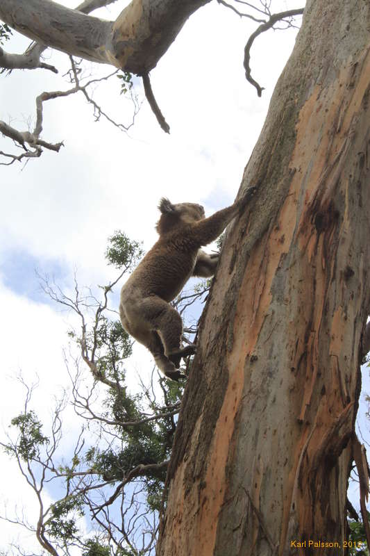 Climbing Koala