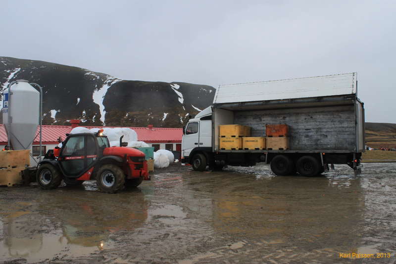 Picking up fish from a cattle farmer