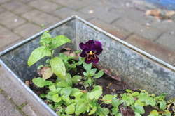 Late pansy, self seeded!