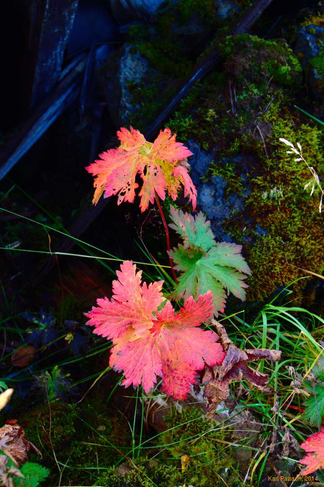 Autumn at Laxabakki