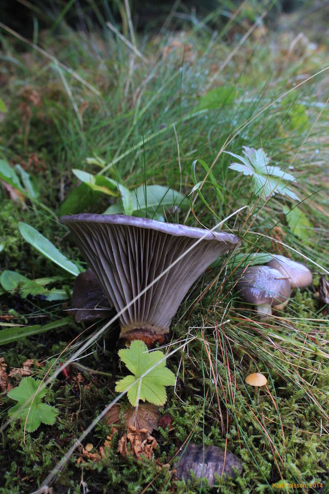 Mushroom gills