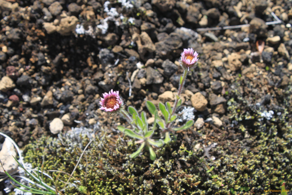 Pretty flowers