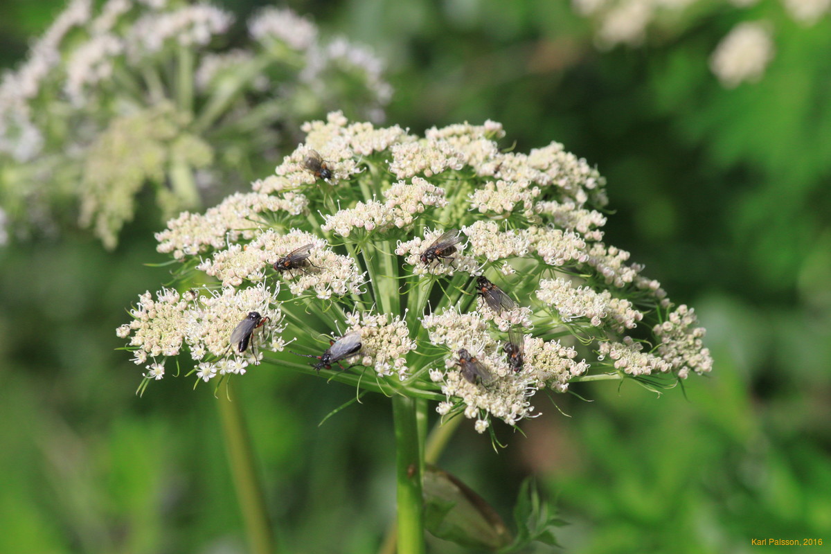 Bugs on Angelica