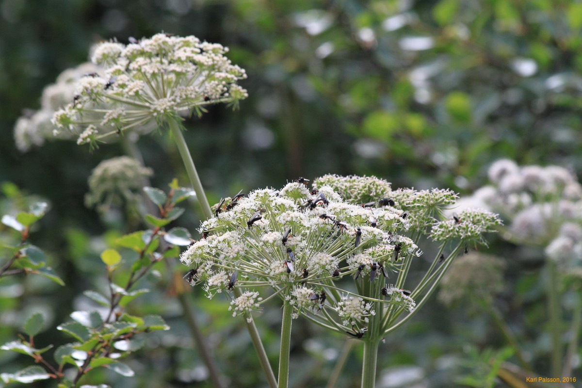 Bugs on Angelica