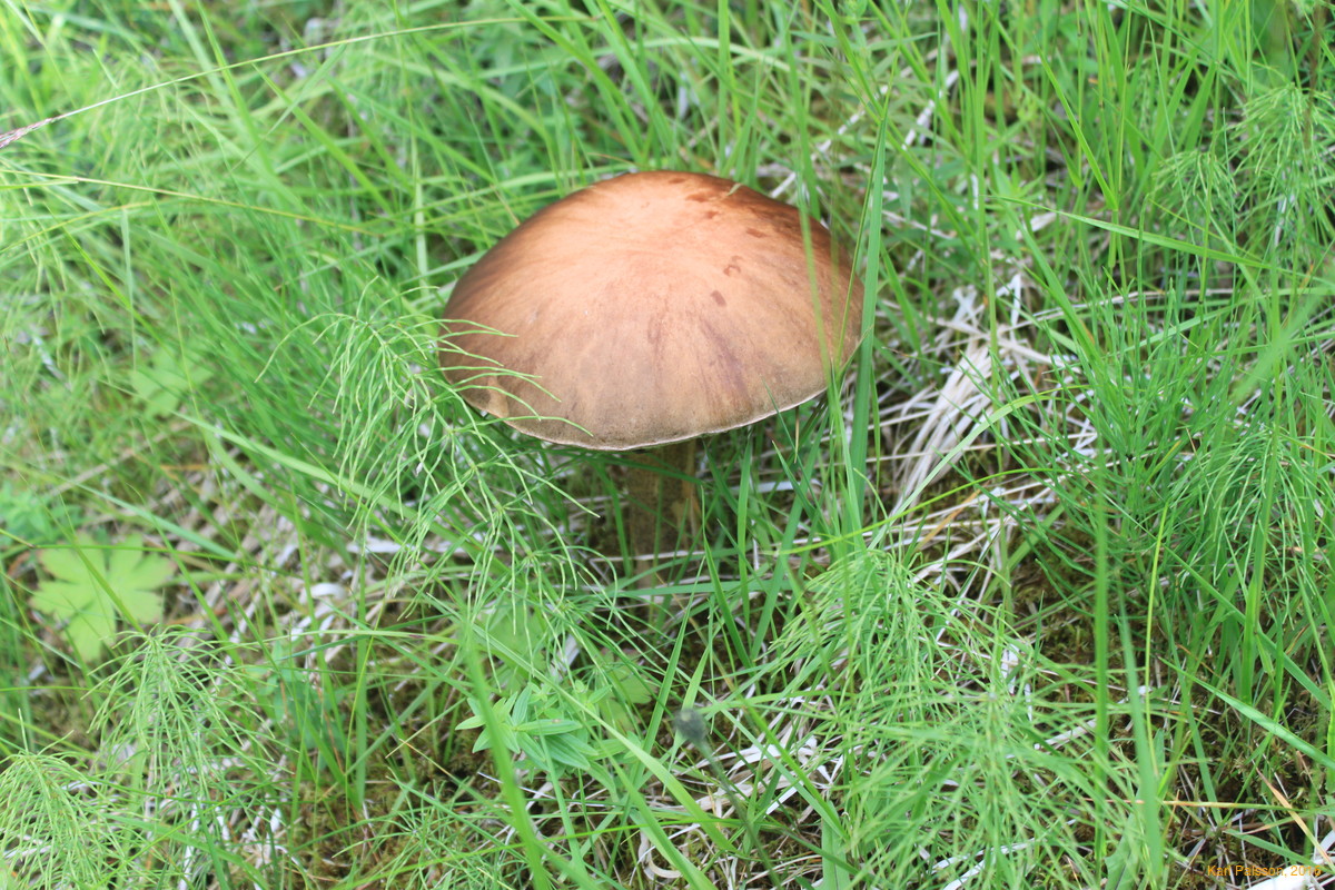 Big mushroom